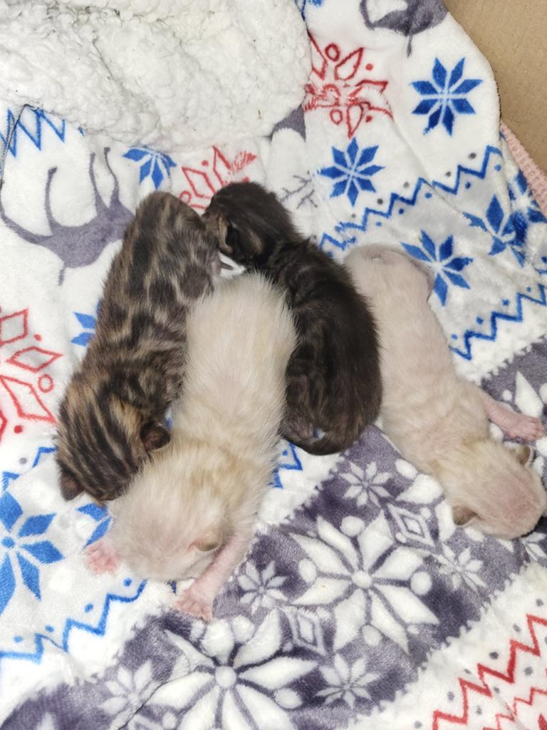 Bengaal kitten, Meerdere dieren