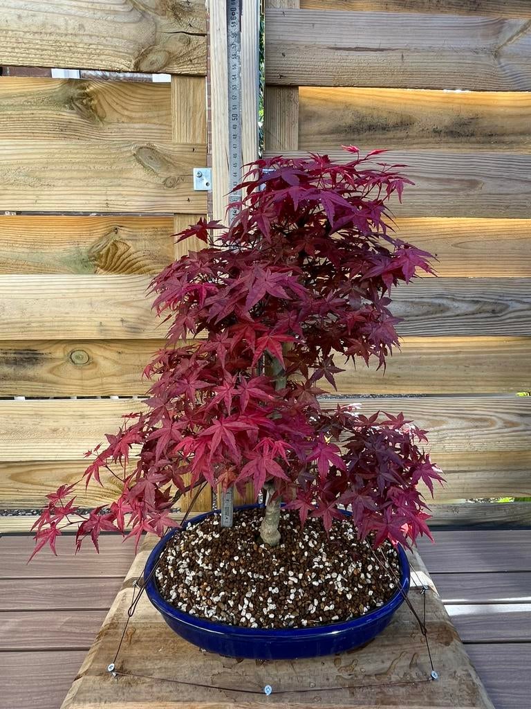 Acer palmatum deshojo bonsai 45cm, Bloeit niet, Halfschaduw, Minder dan 100 cm, Overige soorten
