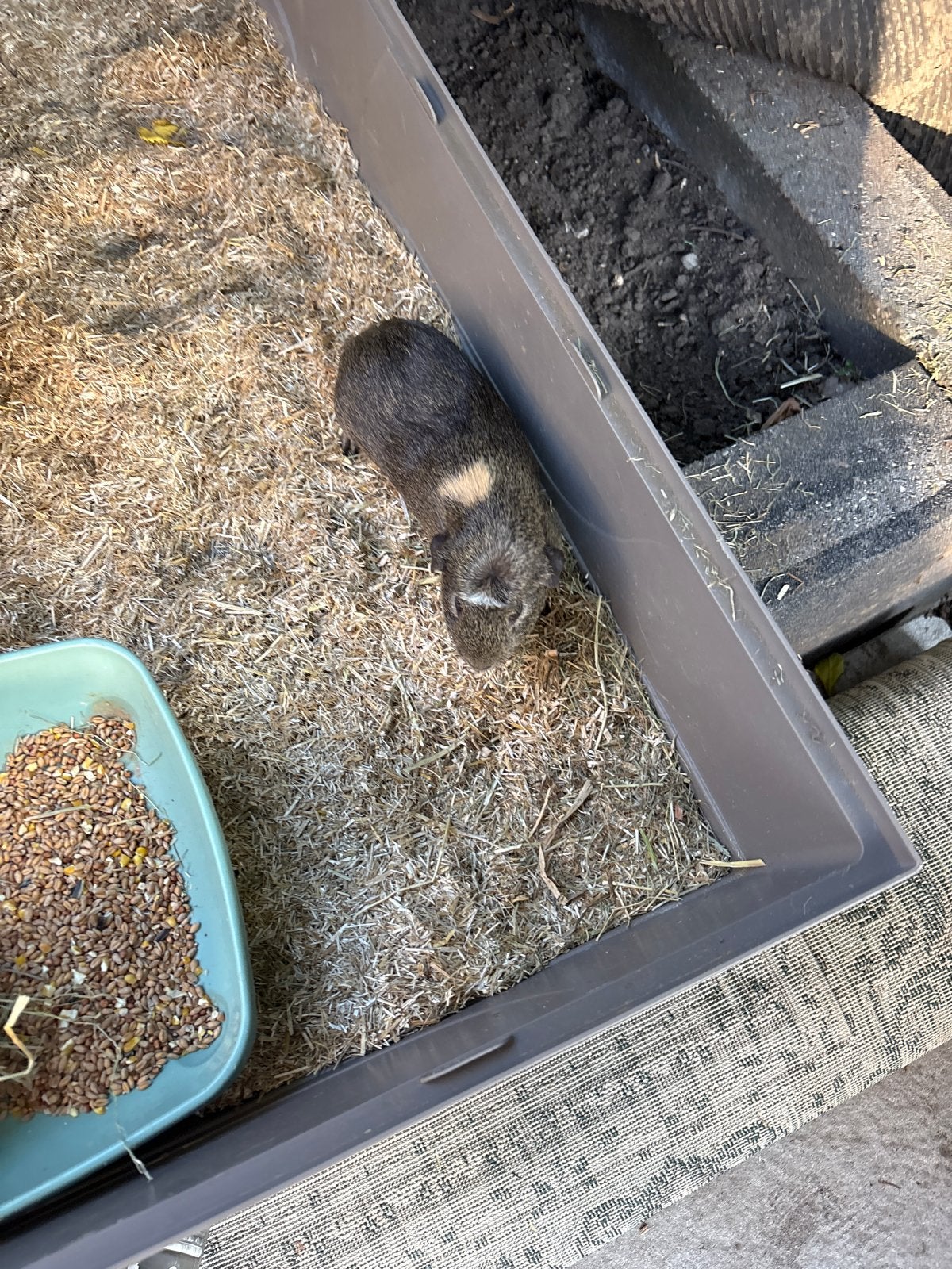 Cavia, Geslacht onbekend, Tam, Maart, Cavia