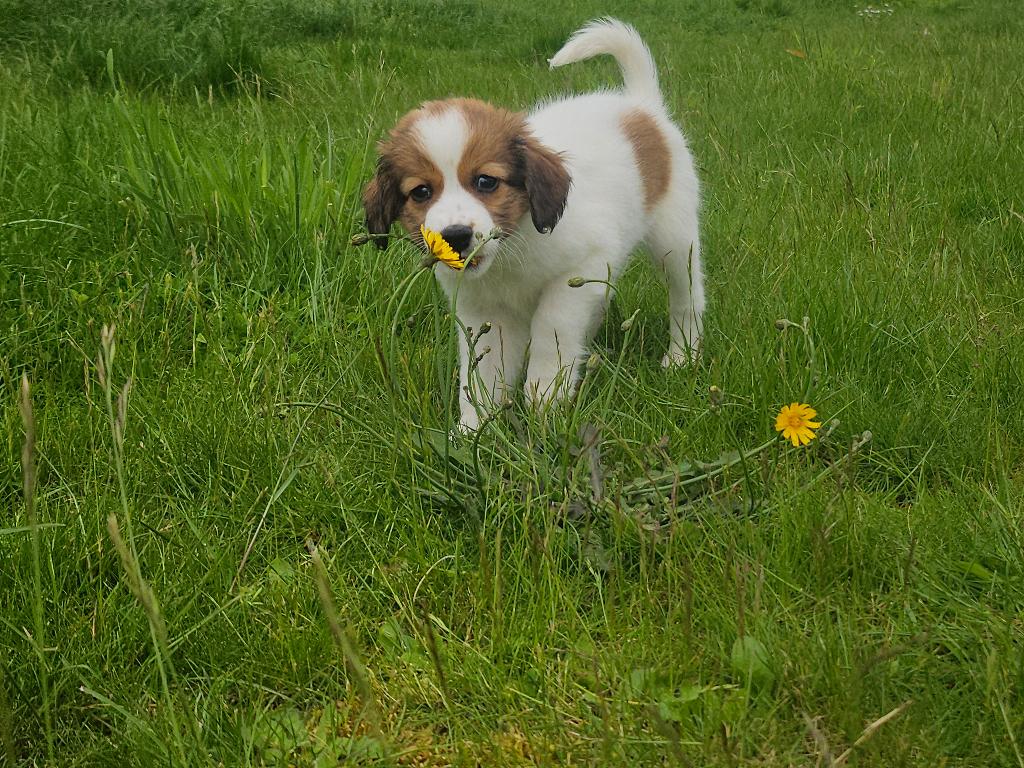 Kooiker pup raszuiver pupies waarborg kooikerpup, België, Particulier, Overige rassen, 8 tot 15 weken