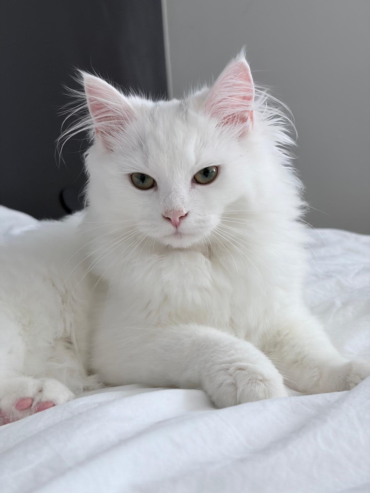 Witte Kitten, Poes, Ontwormd, 0 tot 2 jaar