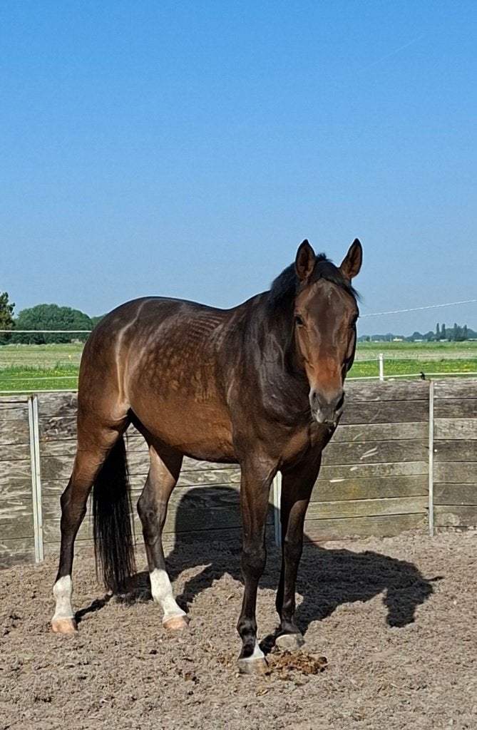 Prachtige ruin te koop, prima afstamming, Dieren en Toebehoren, Springpaard, Met stamboom, Ruin, Niet van toepassing