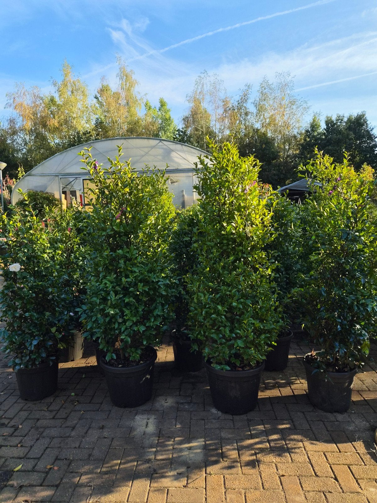 XXL Camellia Sasanqua Cleopatra - Witte bloemen, Vaste plant, Halfschaduw, Herfst, Ophalen