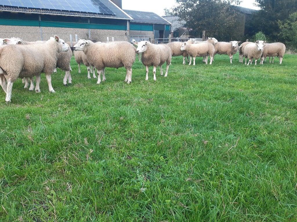 Dekrammen, Dieren en Toebehoren, Mannelijk, Schaap