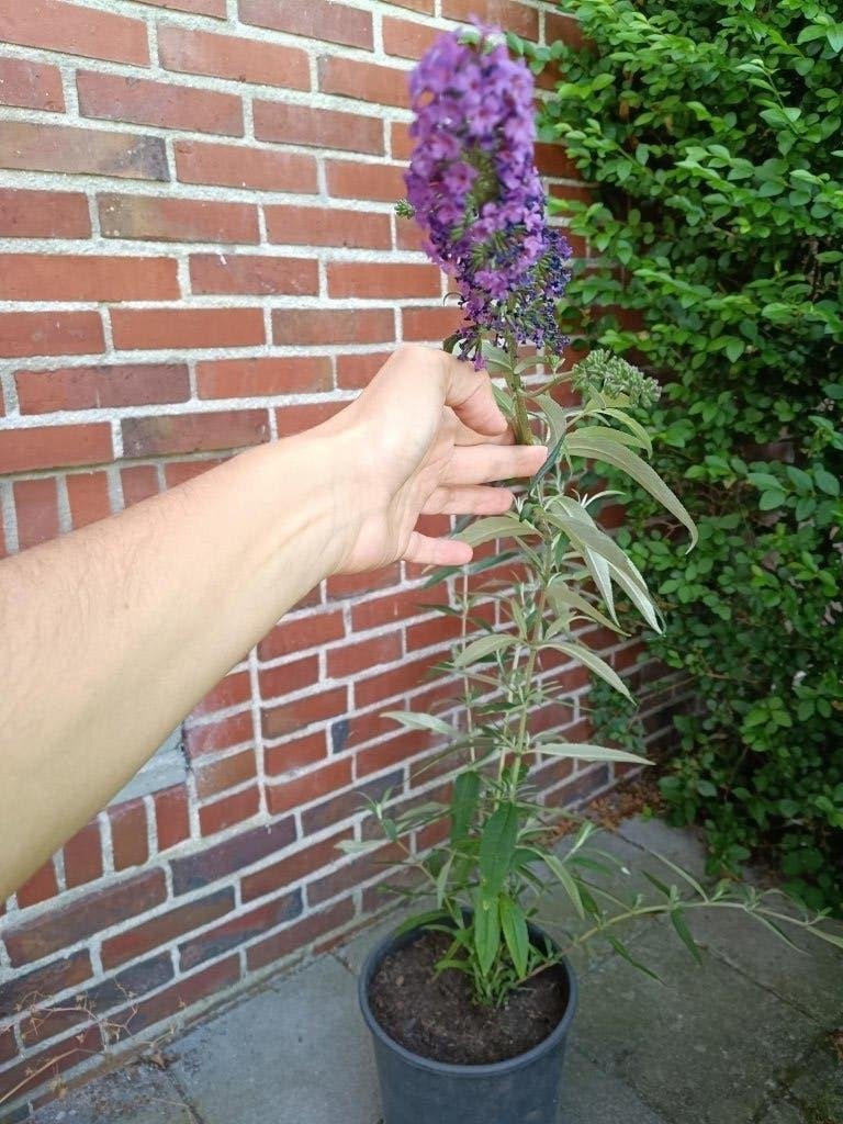 Paarse vlinderstruik, Tuin en Terras, Ophalen, Vlinderstruik, Struik, Minder dan 100 cm