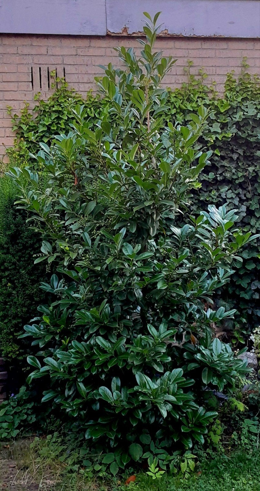 Groenblijvende heester laurier 2,70x1,4x1 mtr, Tuin en Terras, Planten | Bomen, Ophalen, Halfschaduw, Overige soorten, Lente