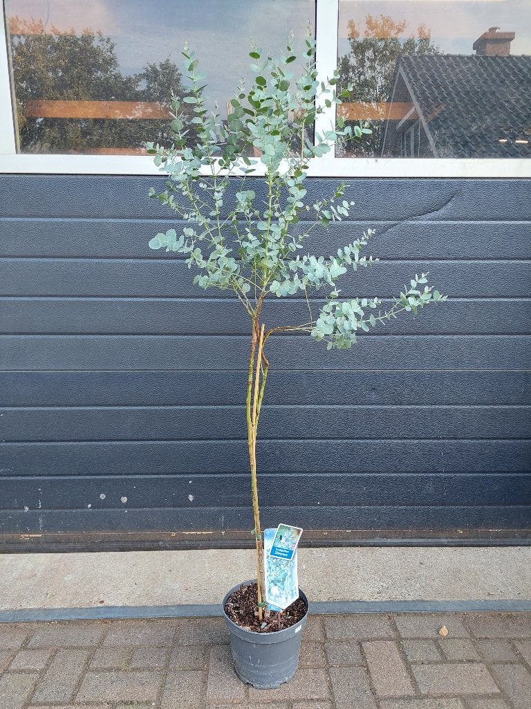 Eucalyptus Gunnii 'Silverana' - Eucalyptus op stam H:150 cm., Tuin en Terras, Bloeit niet, Overige soorten, 100 tot 250 cm, Ophalen
