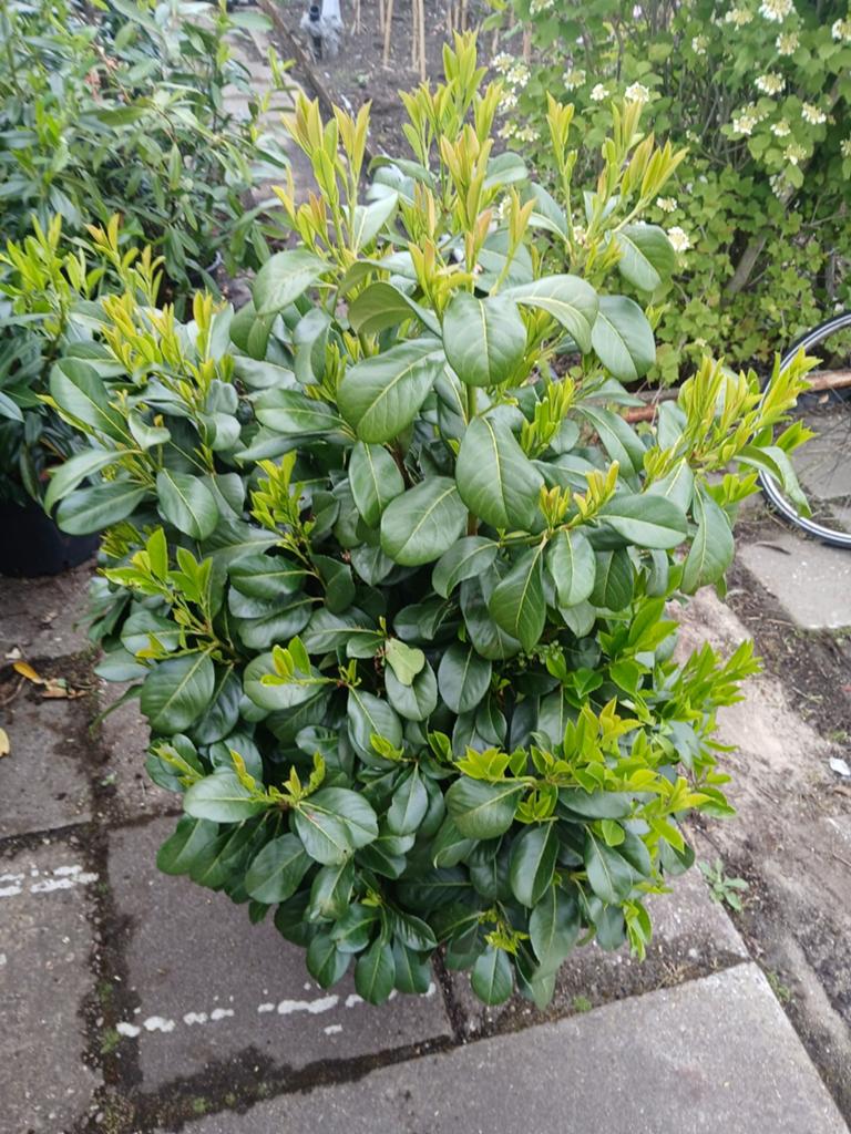 Prunus laur etna, Ophalen of Verzenden, Laurier, 100 tot 250 cm