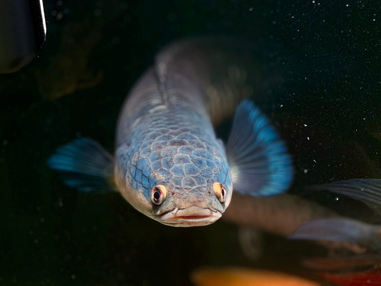 Channa Marlioides emperor snakehead, Vis, Zoetwatervis