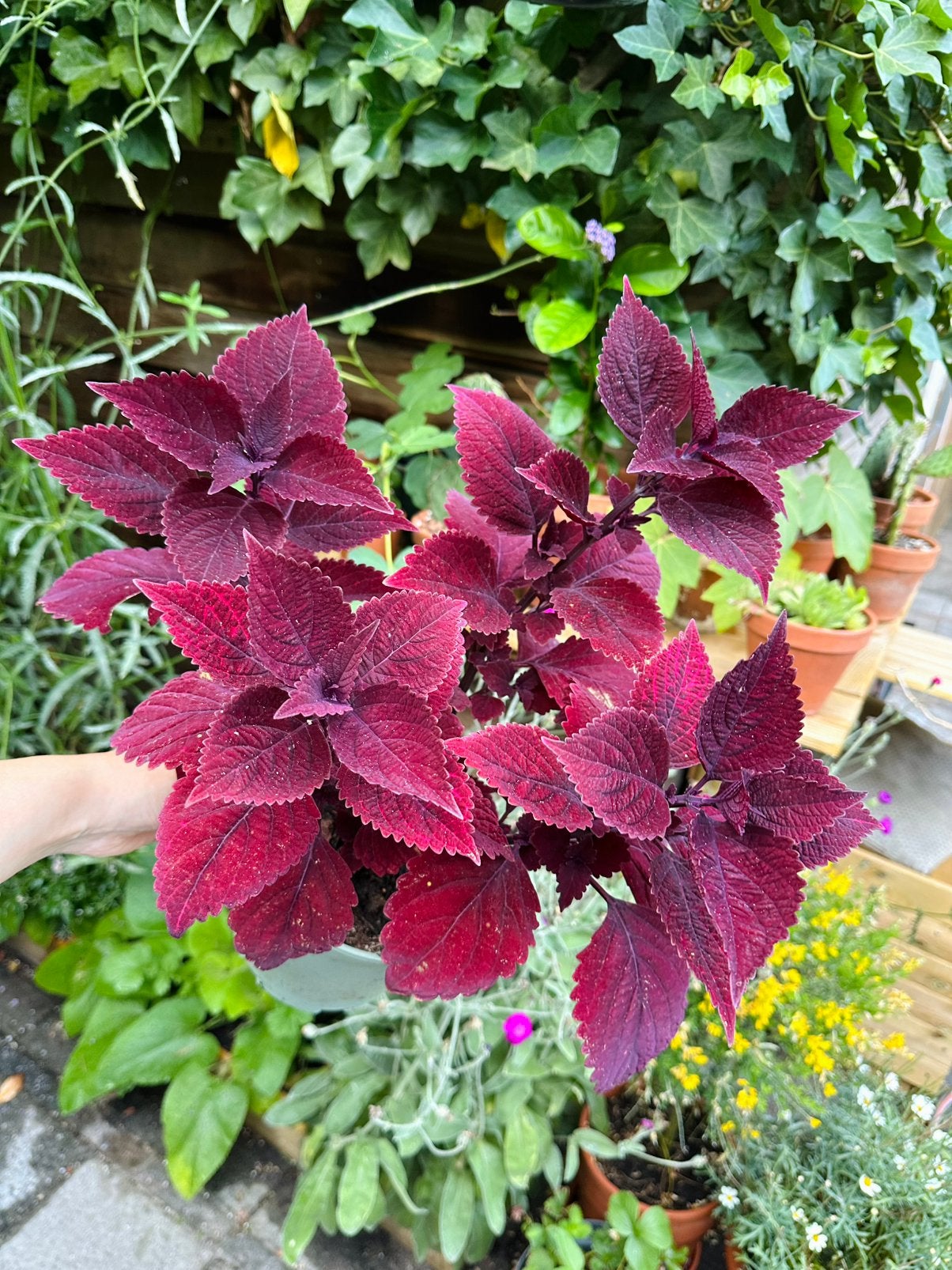 Coleus, Ophalen of Verzenden, Halfschaduw, Minder dan 100 cm