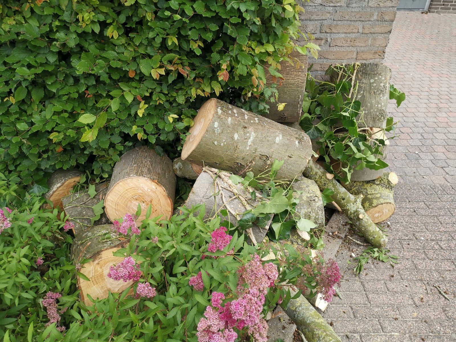 Kachelhout es, Ophalen