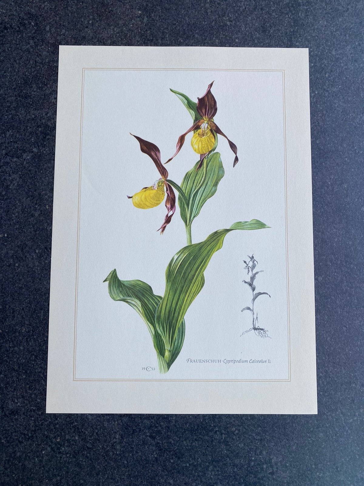 10 prenten bloemen/planten 19x27 cm samen 20 euro viooltje, Ophalen of Verzenden, Natuur en Biologie