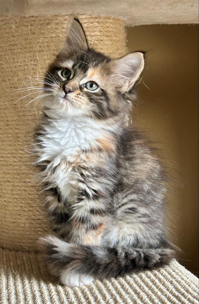 Maine Coon xl kittens mogen verhuizen, Dieren en Toebehoren, Katten en Kittens | Raskatten | Langhaar, Meerdere dieren, Ontwormd