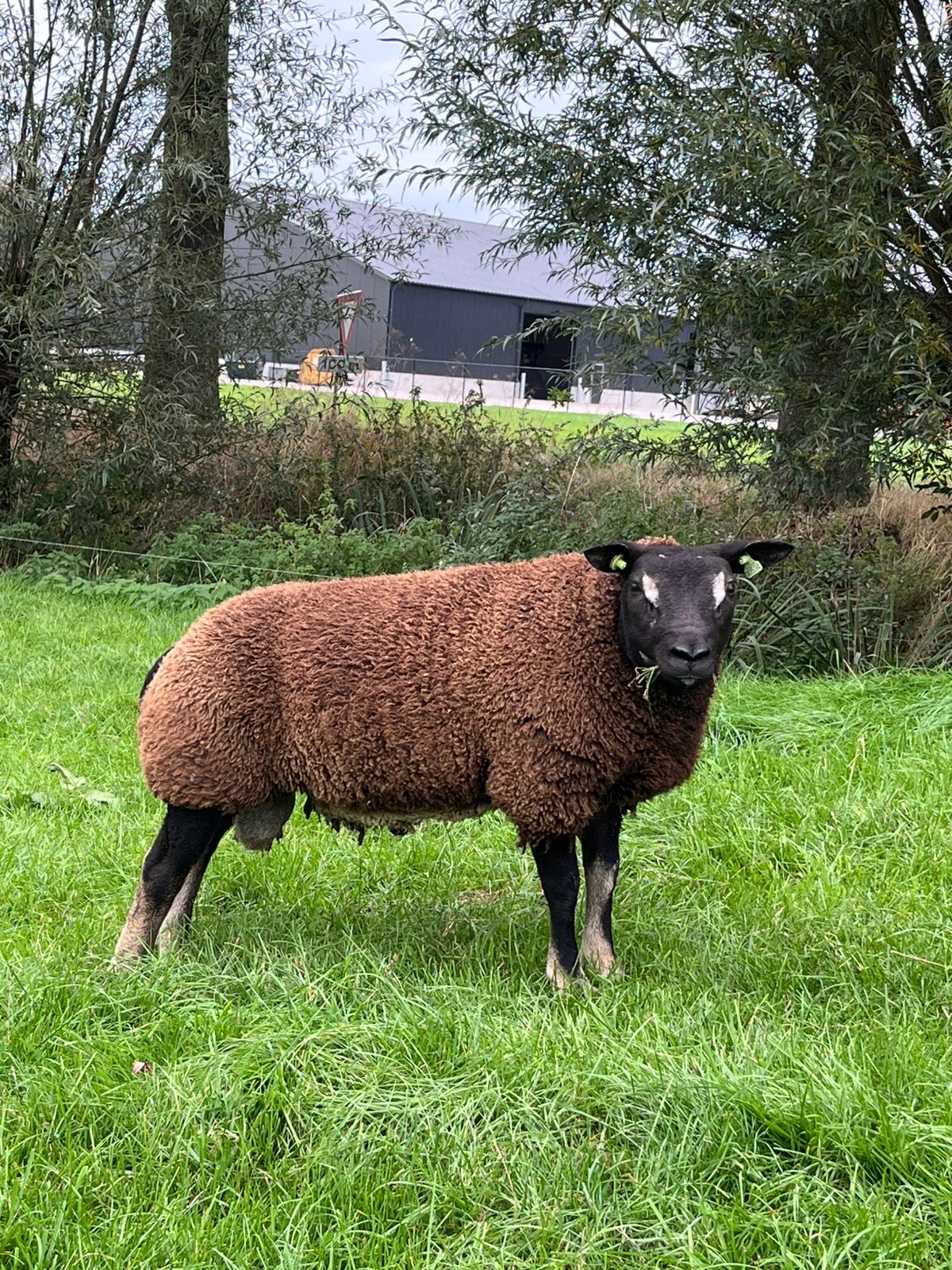 Dassenkop ramlam stamboek, Dieren en Toebehoren, Mannelijk, Schaap