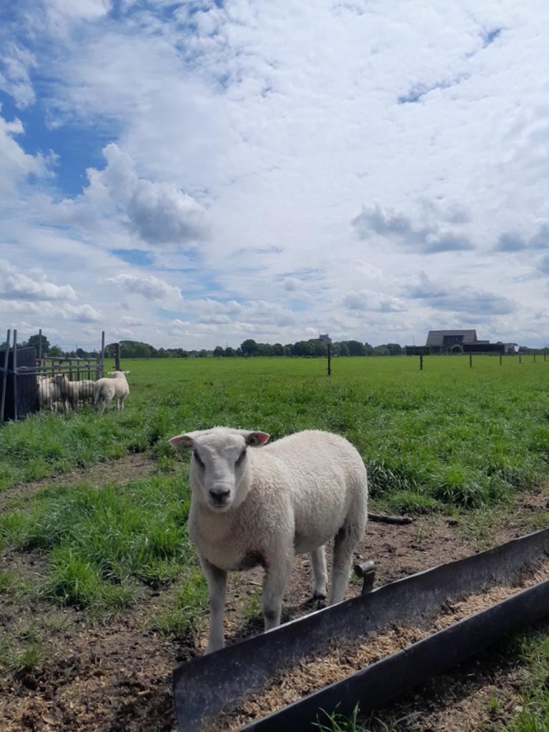 Ram lam dekram, Dieren en Toebehoren, Schapen, Geiten en Varkens, Mannelijk, Schaap