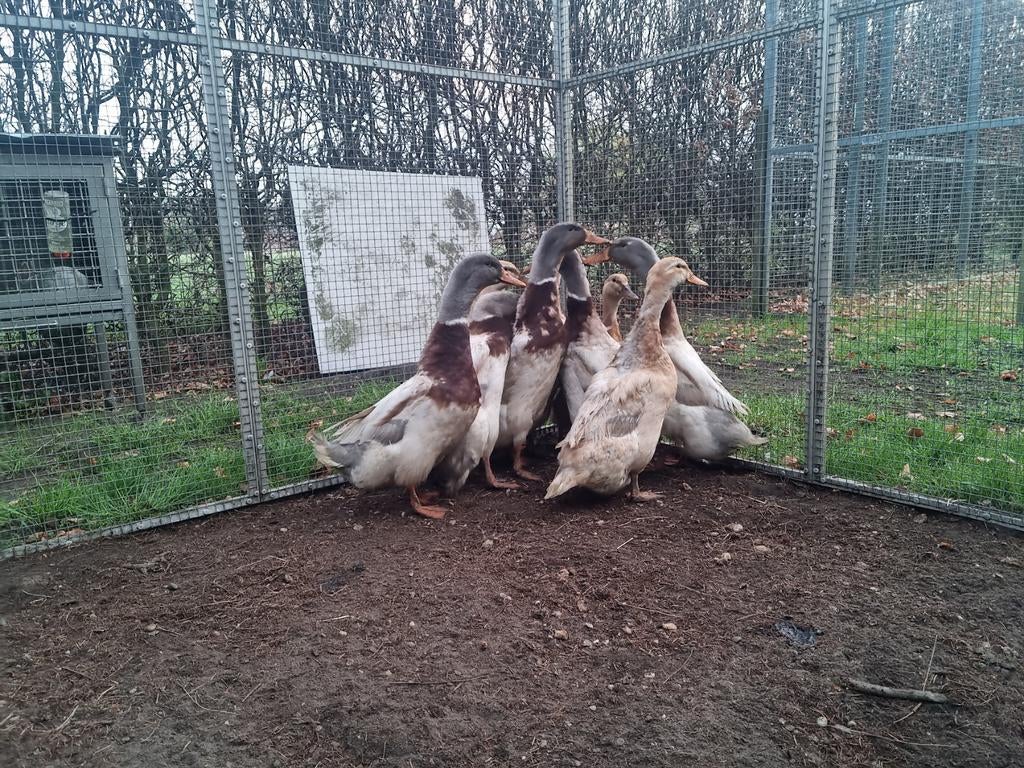 Fantastische koppels Saksen eenden Saksische eenden eend, Dieren en Toebehoren, Pluimvee, Meerdere dieren, Eend