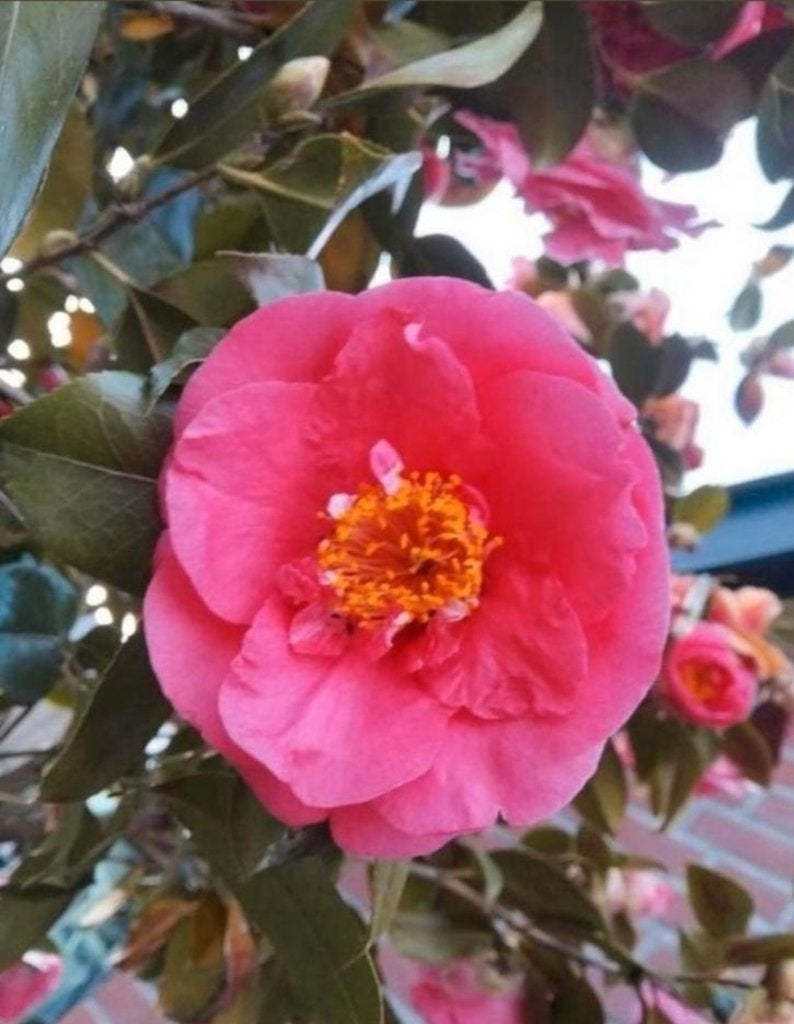 camellia boom, Ophalen, Halfschaduw, Overige soorten, Lente