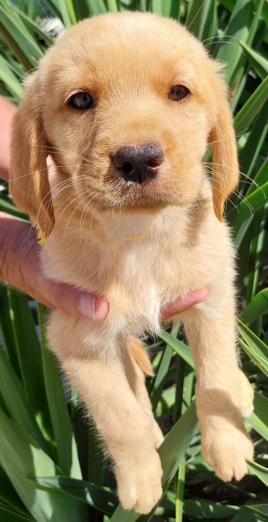 Mooie Retrieverpups, 8 tot 15 weken, Labrador retriever, Parvo, Meerdere