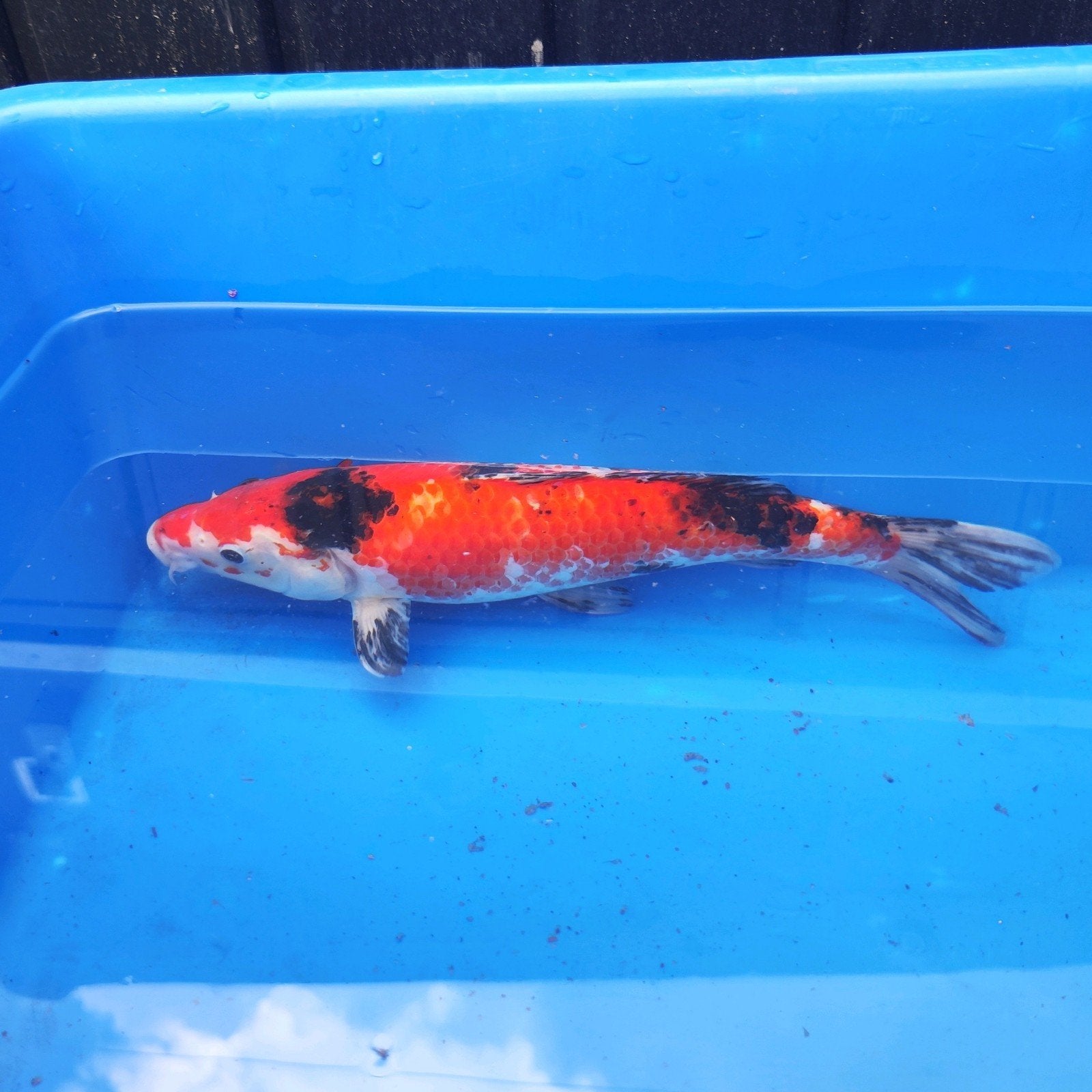 koi vijvervis vis #5, Dieren en Toebehoren, Karper of Koi