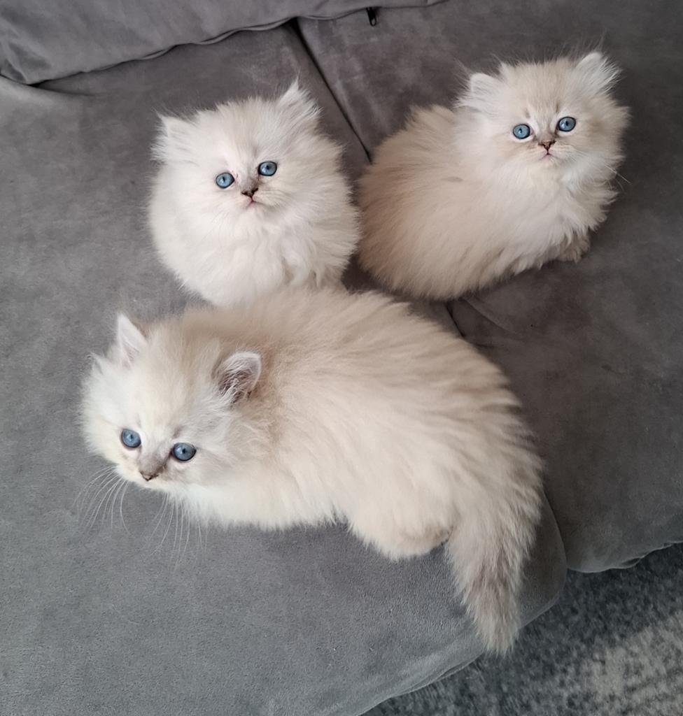 Britse Langhaar 
Blauwe Ogen Ns12
1 Jongen ️
1 Meisje, Dieren en Toebehoren, Poes, 0 tot 2 jaar