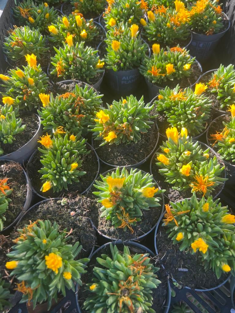 Rotsplanten - 30 soorten beschikbaar, 8 voor €10,00, Tuin en Terras, Planten | Tuinplanten, Ophalen, Bodembedekkers, Volle zon
