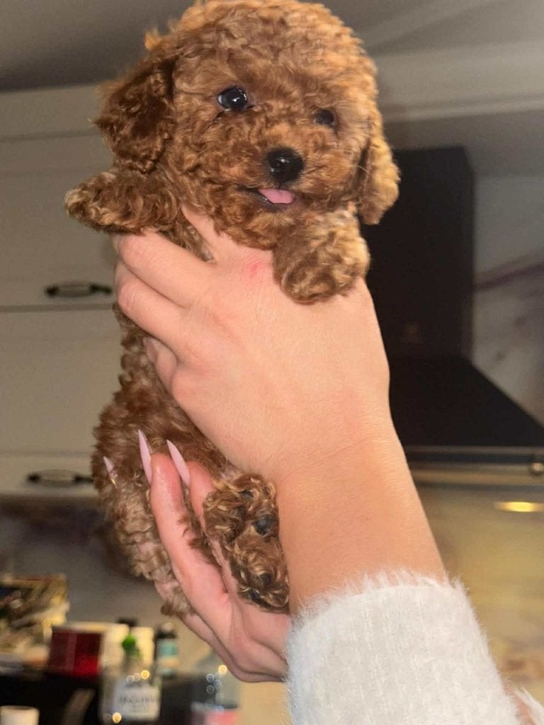 Toy Poodle Reu, Dieren en Toebehoren, Poedel, 15 weken tot 1 jaar, Reu, Eén hond