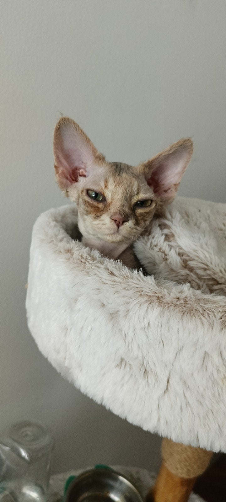 OPPAS VOOR  POESJES AAN HUIS, OF IN EIGEN HUIS, Poes