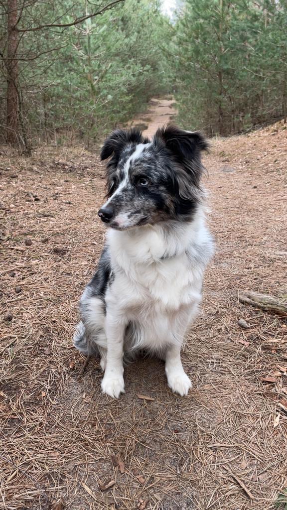 Australian Shepherd, Dieren en Toebehoren, Parvo, 1 tot 2 jaar, Teef, Eén hond