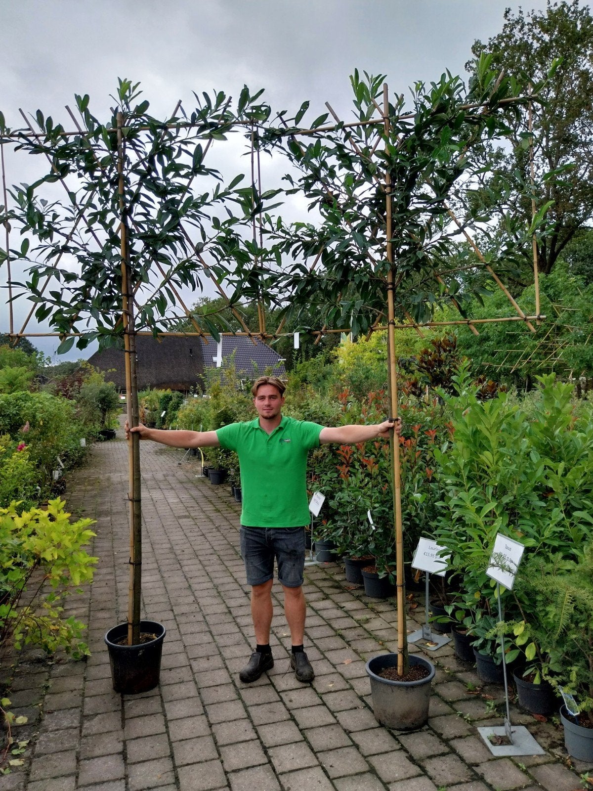 Leilaurier wintergroene leibomen - Prunus laurocerasus, Tuin en Terras, Leiboom, Lente, 250 tot 400 cm, Ophalen