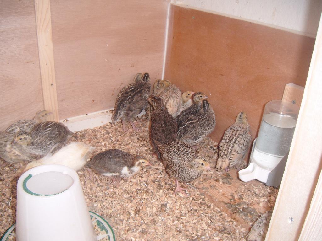 Te Koop jonge Japanse kwartels, Dieren en Toebehoren, Pluimvee, Meerdere dieren, Overige soorten