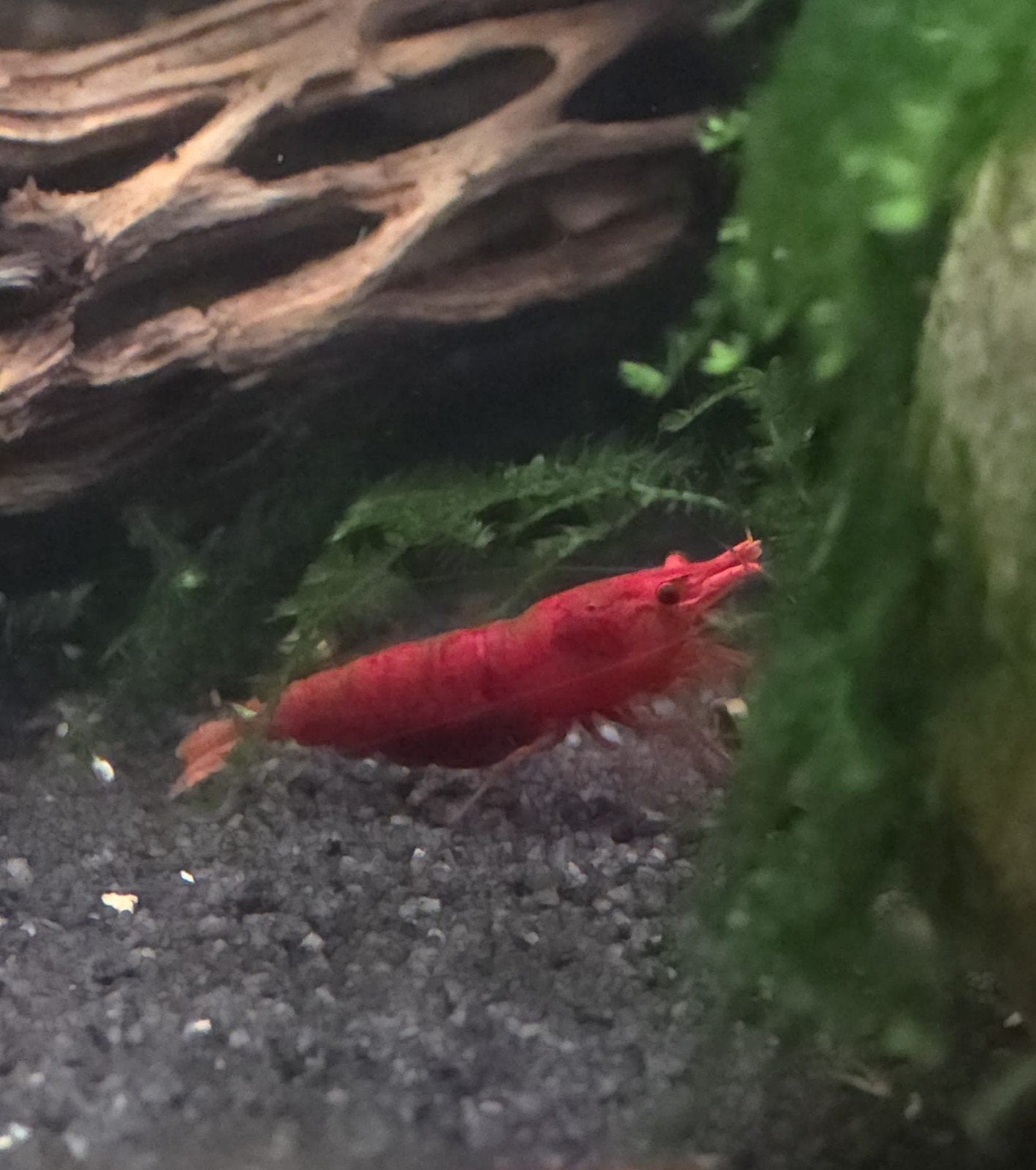 Te koop: Gezonde rode garnalen (Neocaridina Red Sakura), Dieren en Toebehoren, Vissen | Aquariumvissen, Kreeft, Krab of Garnaal