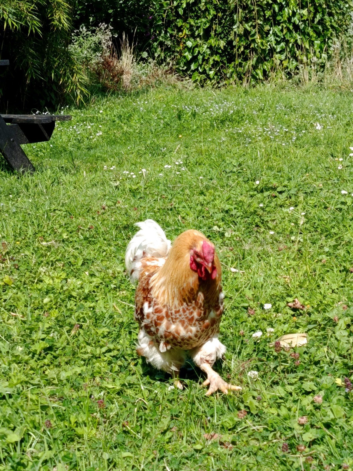 kriel haantje zoekt nieuw huisje, Mannelijk, Kip