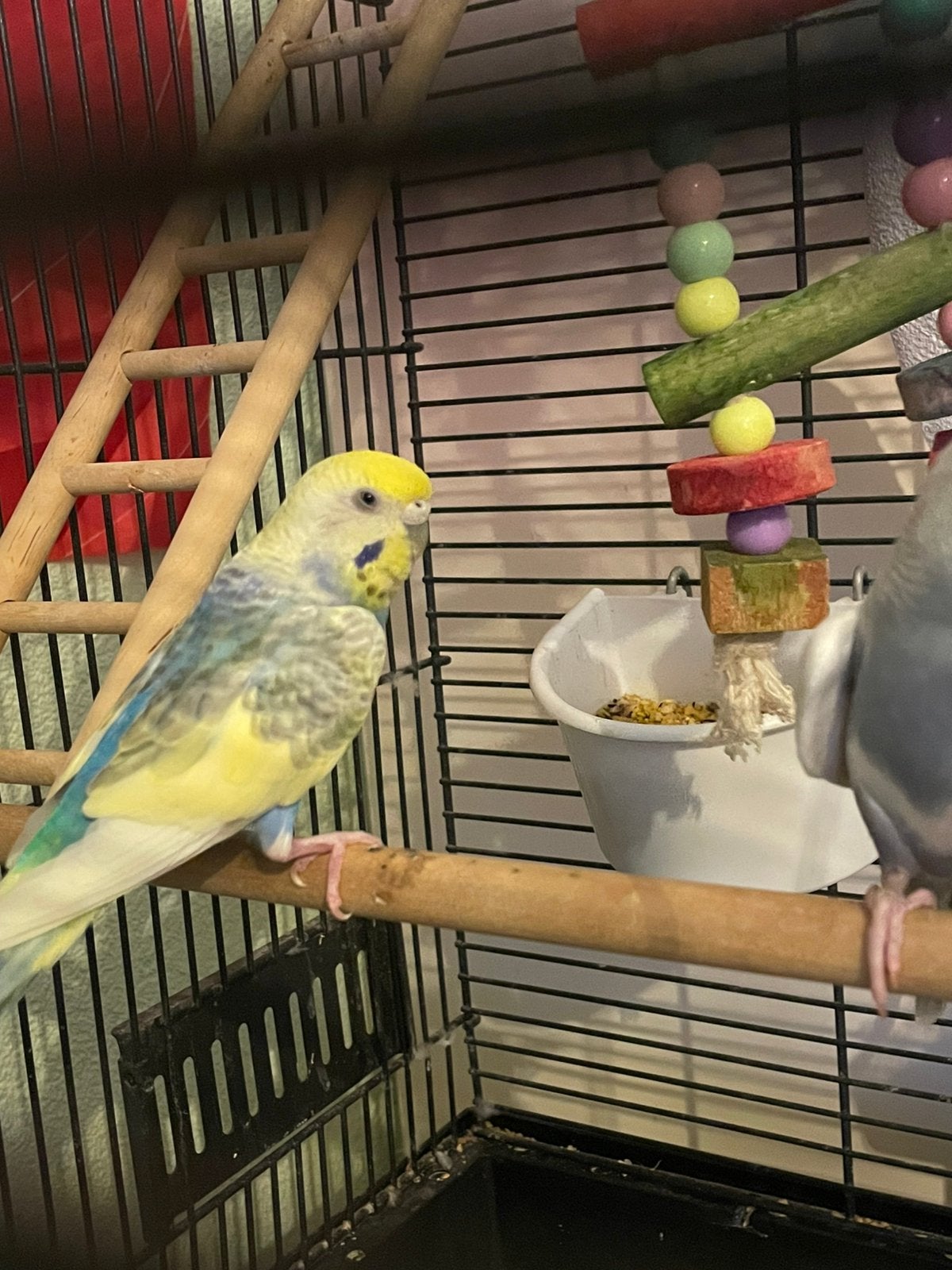 Regenboog/gras parkieten, Dieren en Toebehoren, Vogels | Parkieten en Papegaaien, Meerdere dieren, Parkiet