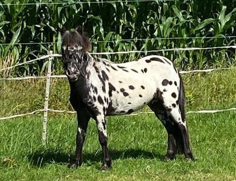 Luxe minipaardje, zwart panterbonte appaloosa hengst, Dieren en Toebehoren, Hengst