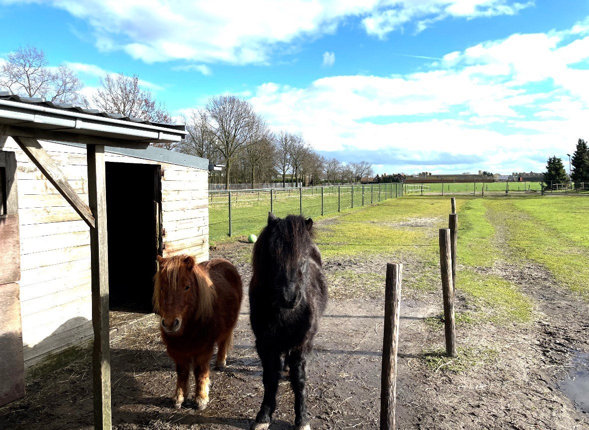 Achtmaal - Plekje vrij voor 1 pony, Stalling, 1 paard of pony