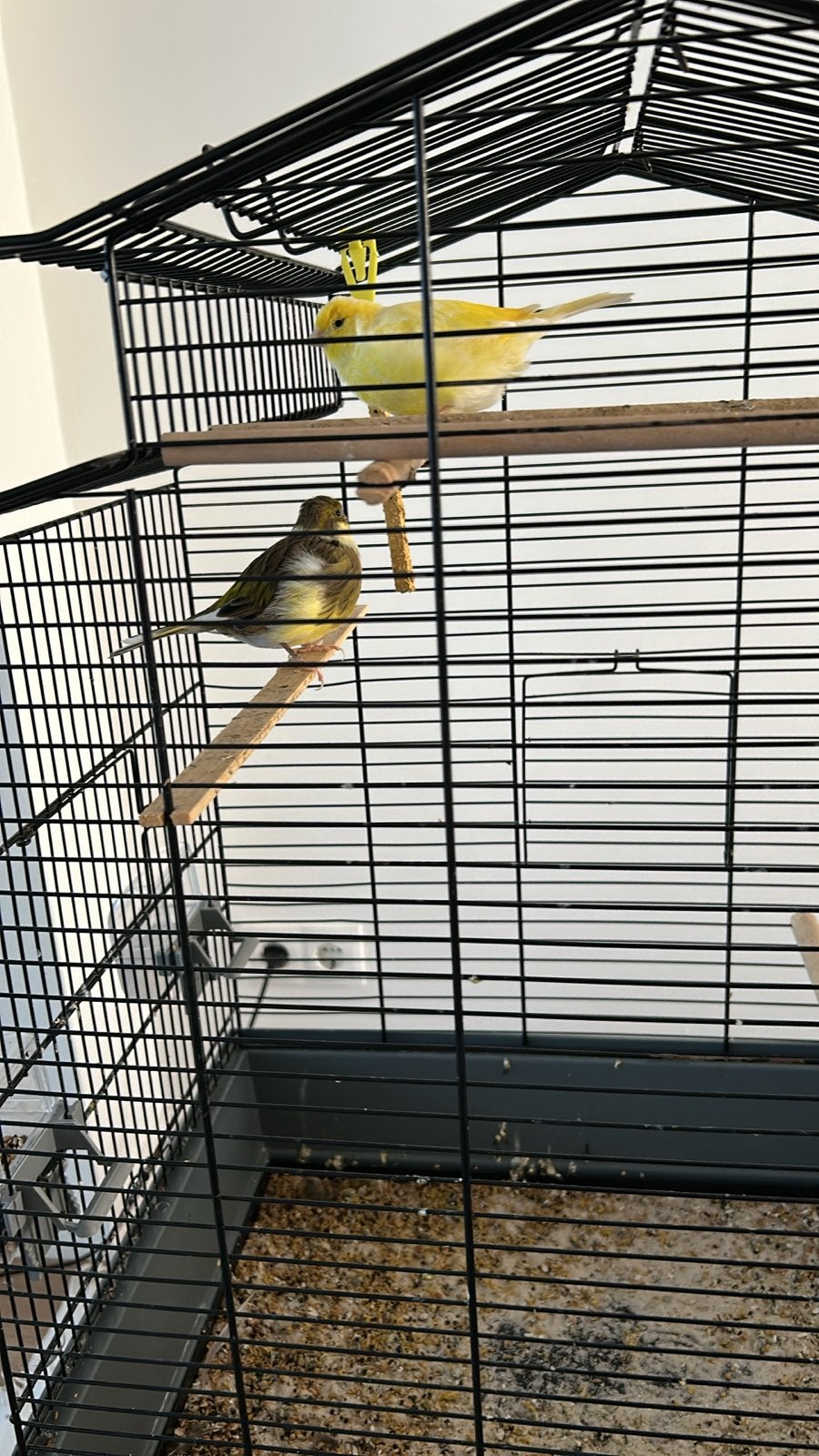 2 gezonde kanaries (1 jaar oud, geringd)incl. Kooi, Meerdere dieren, Kleurkanarie