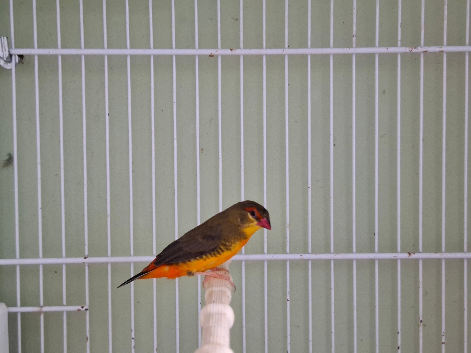 koppel goudbuikjes, Meerdere dieren, Geringd