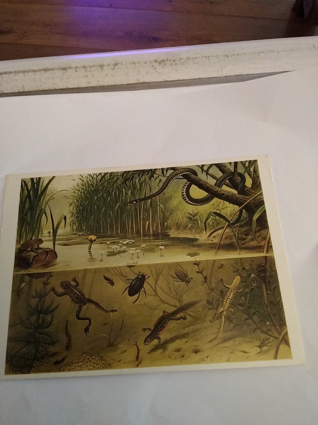 Vintage kaart: Dieren in Sloot en Plas (M.A. Koekkoek), Ophalen of Verzenden, 1940 tot 1960, Gelopen