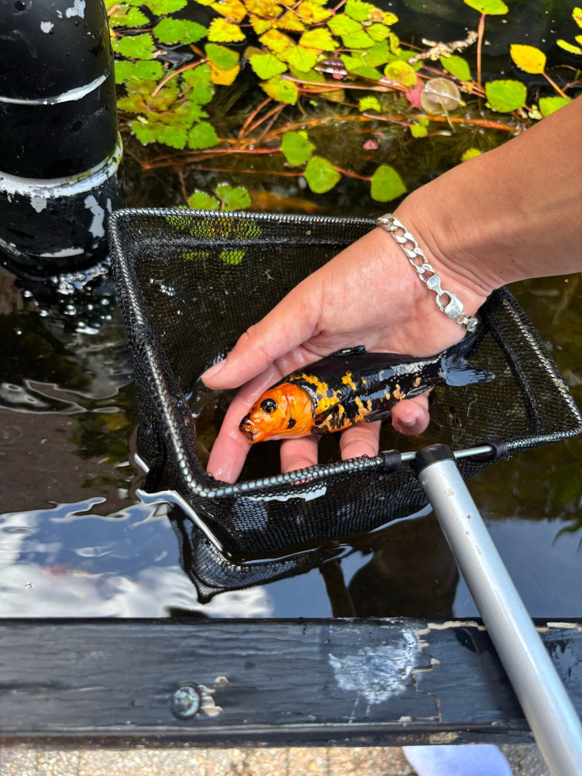 Koi 10-15 cm, Dieren en Toebehoren, Karper of Koi
