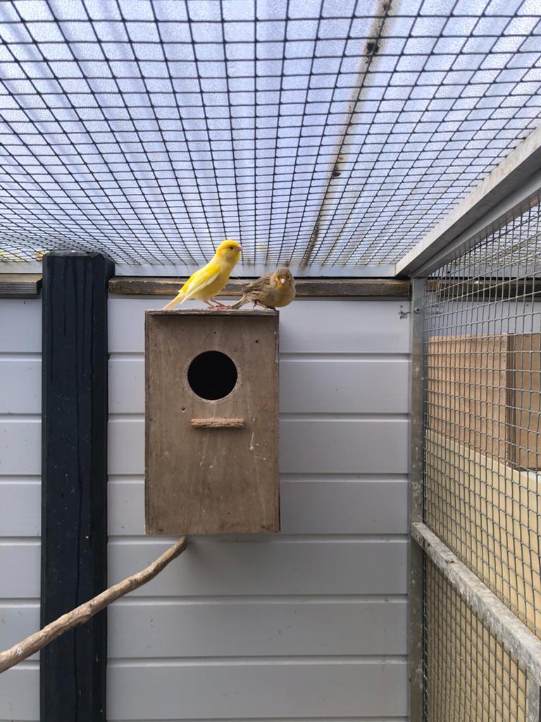 Div zang kanaries, Dieren en Toebehoren, Vogels | Kanaries