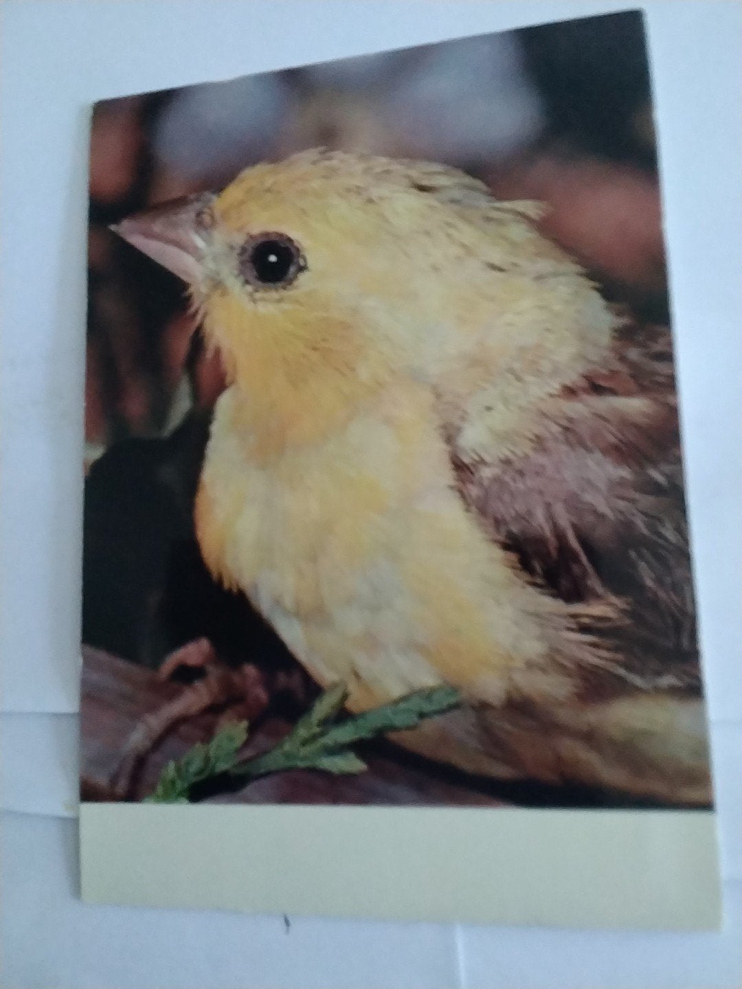 Ansichtkaart Exotische Vogel - Mexichrome GOUDVINK, Ophalen of Verzenden, 1960 tot 1980, Ongelopen, Natuur