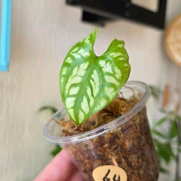 Cercestis Mirabilis | Stek | Kamerplant, Ophalen of Verzenden, Halfschaduw, Minder dan 100 cm