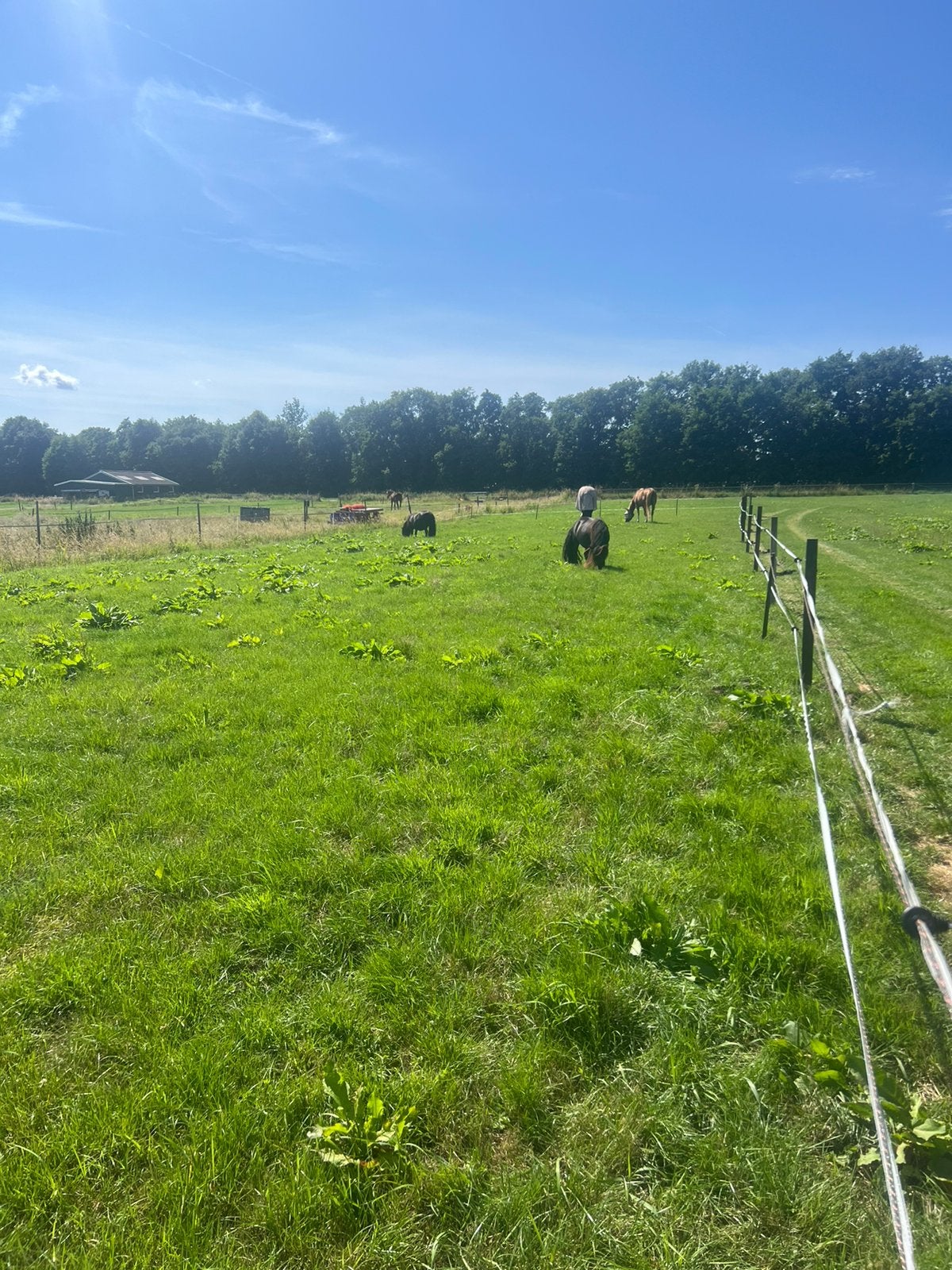 Weidegang aangeboden in Eemnes, Weidegang