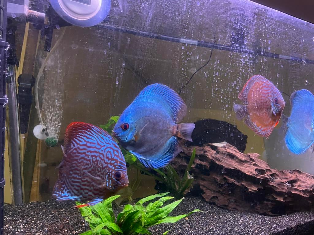 4 discus vissen, Dieren en Toebehoren, Vissen | Aquariumvissen, Vis