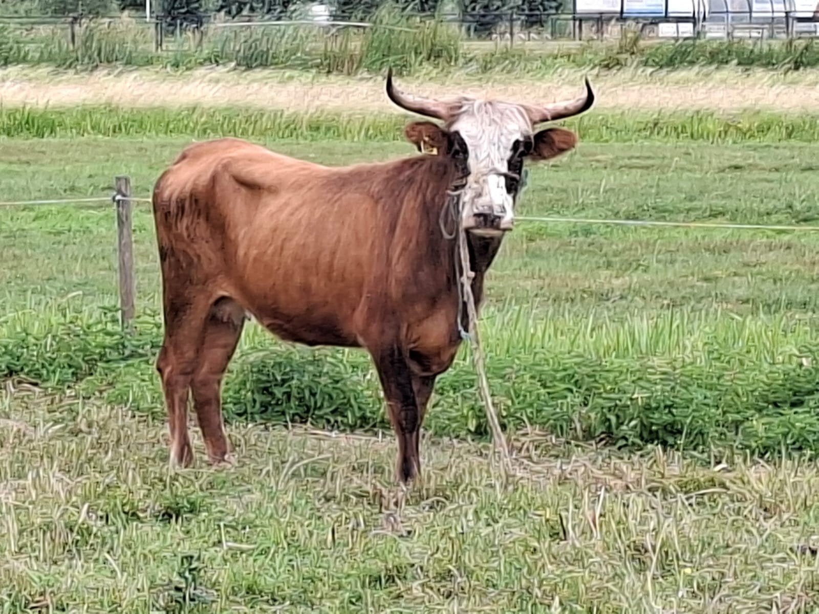 mini koe, Dieren en Toebehoren, Vrouwelijk, Schaap