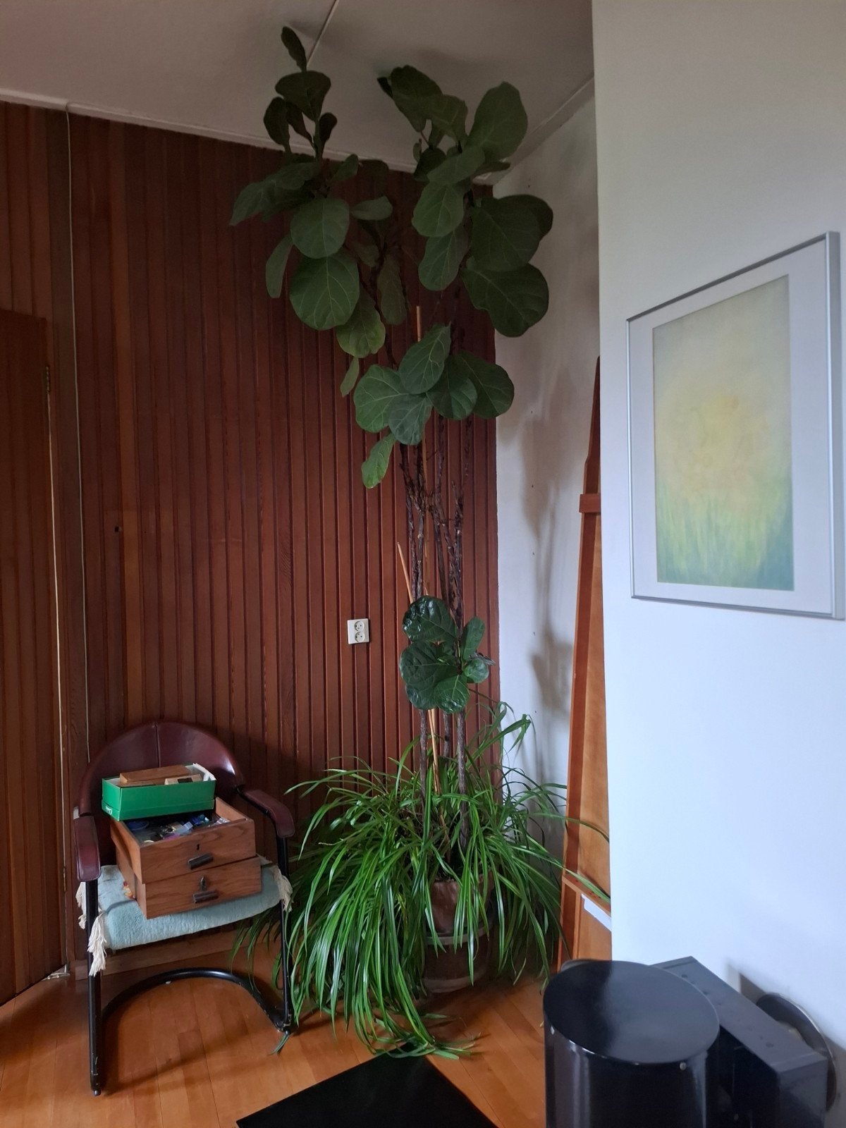 Grote Tabaksplant in pot, Ophalen, 100 tot 150 cm, Overige soorten, Halfschaduw