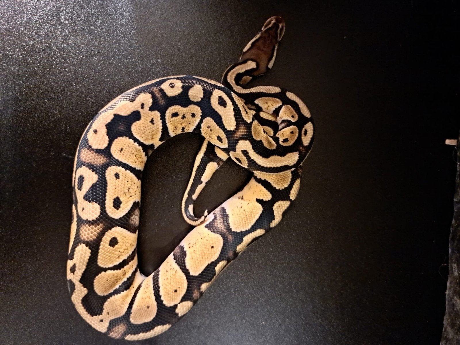 koningspython (regius) firefly vrouw Ball Python photo 7