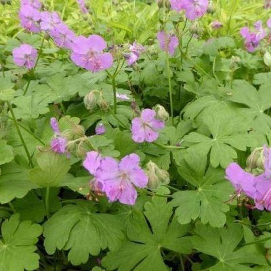 Geranium cantabrigiense 'Karmina' (Ooievaarsbek), Ophalen, Bodembedekkers, Vaste plant, Halfschaduw