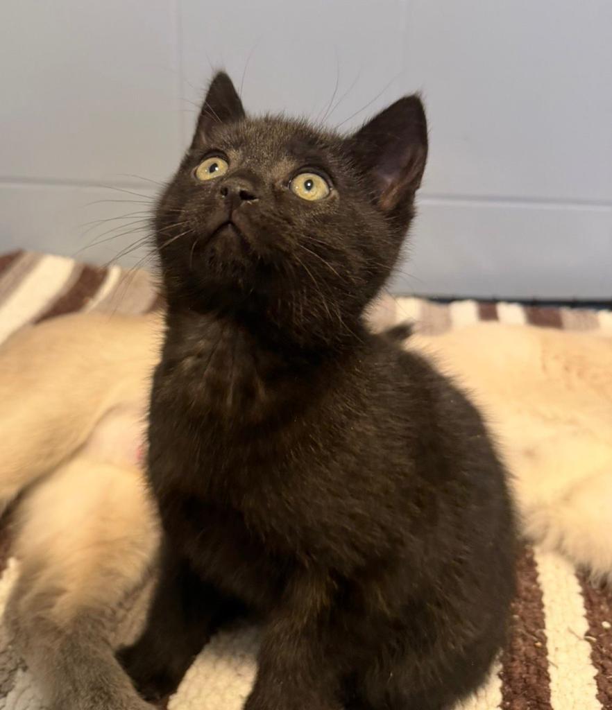 Kittens