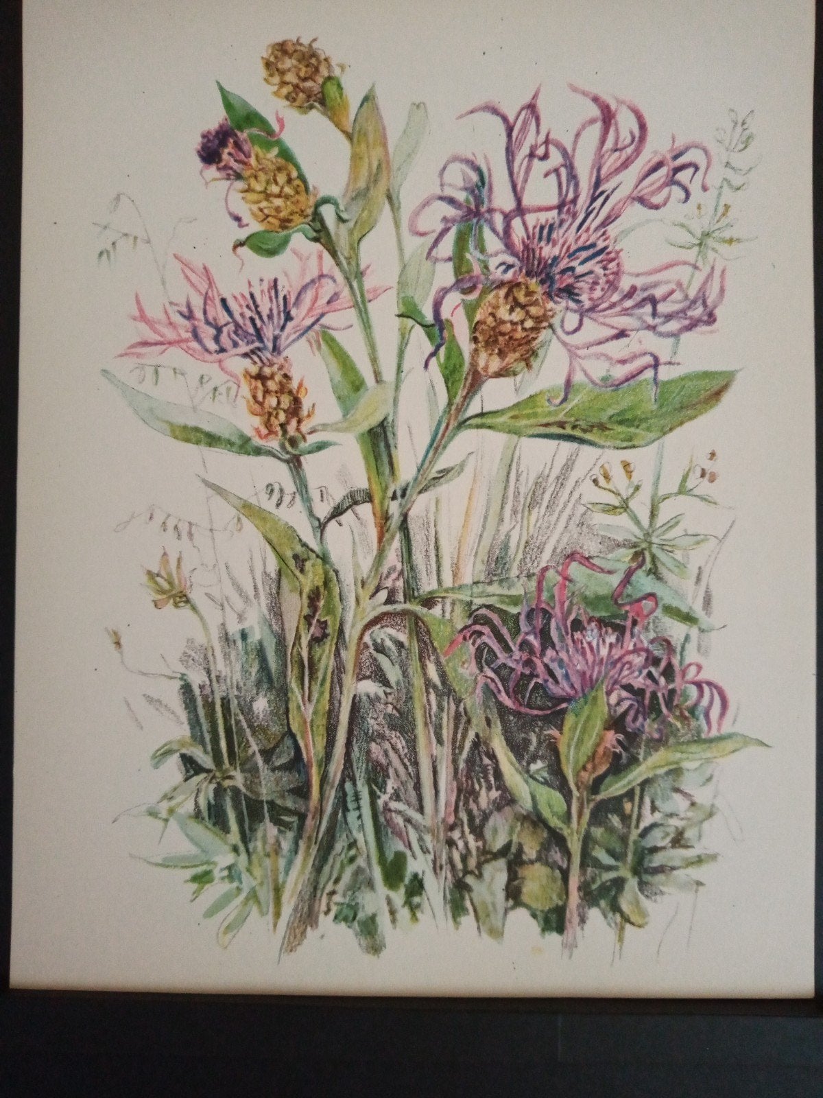 Botanische prent Knoopkruid verder zie omschrijving getekend, Verzamelen, Natuur, Verzenden, Zo goed als nieuw, 1940 tot 1960
